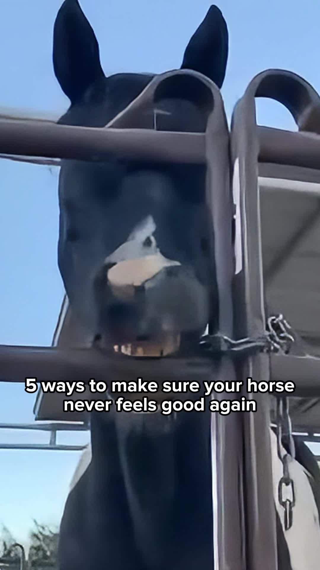 @The Blue Hoof