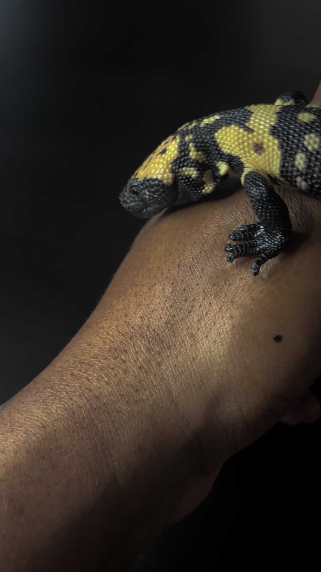 @SavageryReptiles
