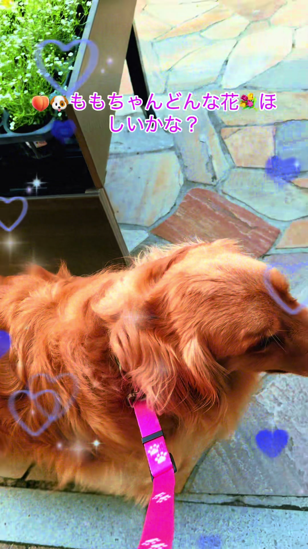 @ACIKA🇯🇵🇲🇨MOMO🍑🐶
