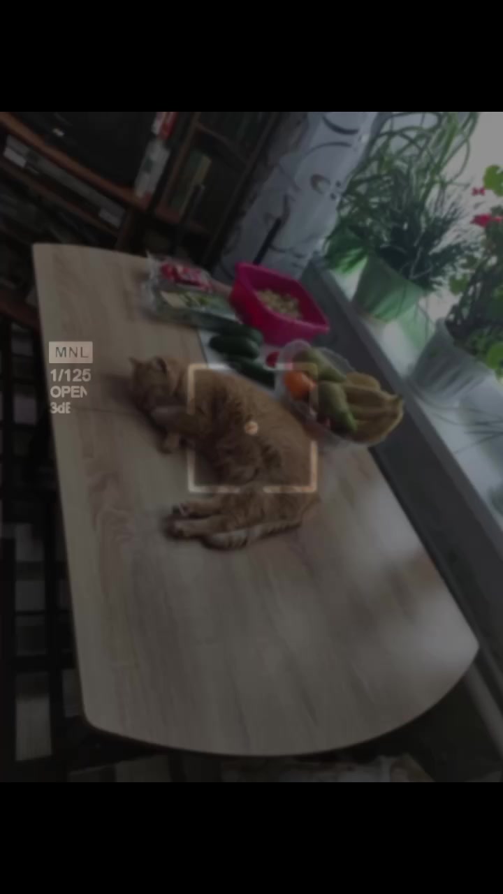 @mila19611801