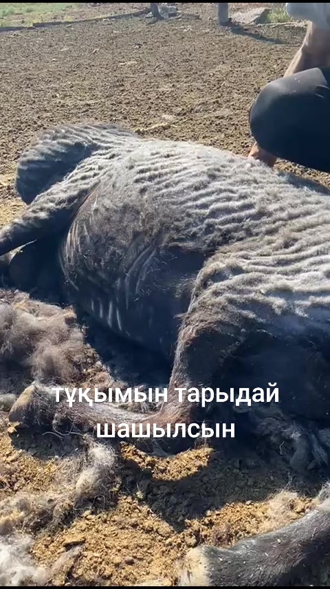 @Мержан