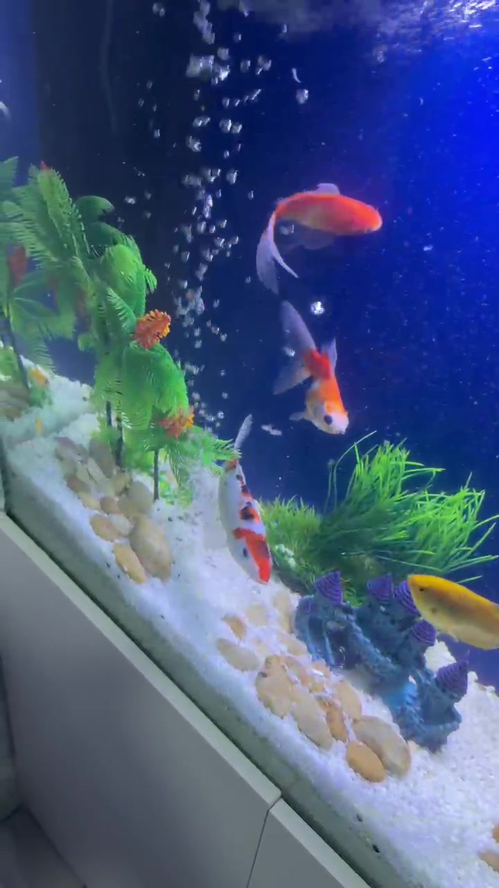@fishtanks4u_