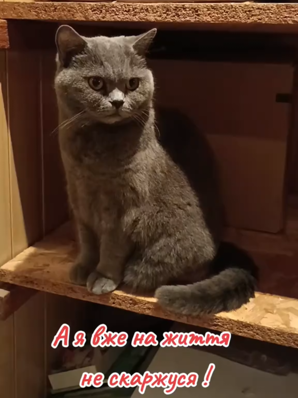 @Svitlana