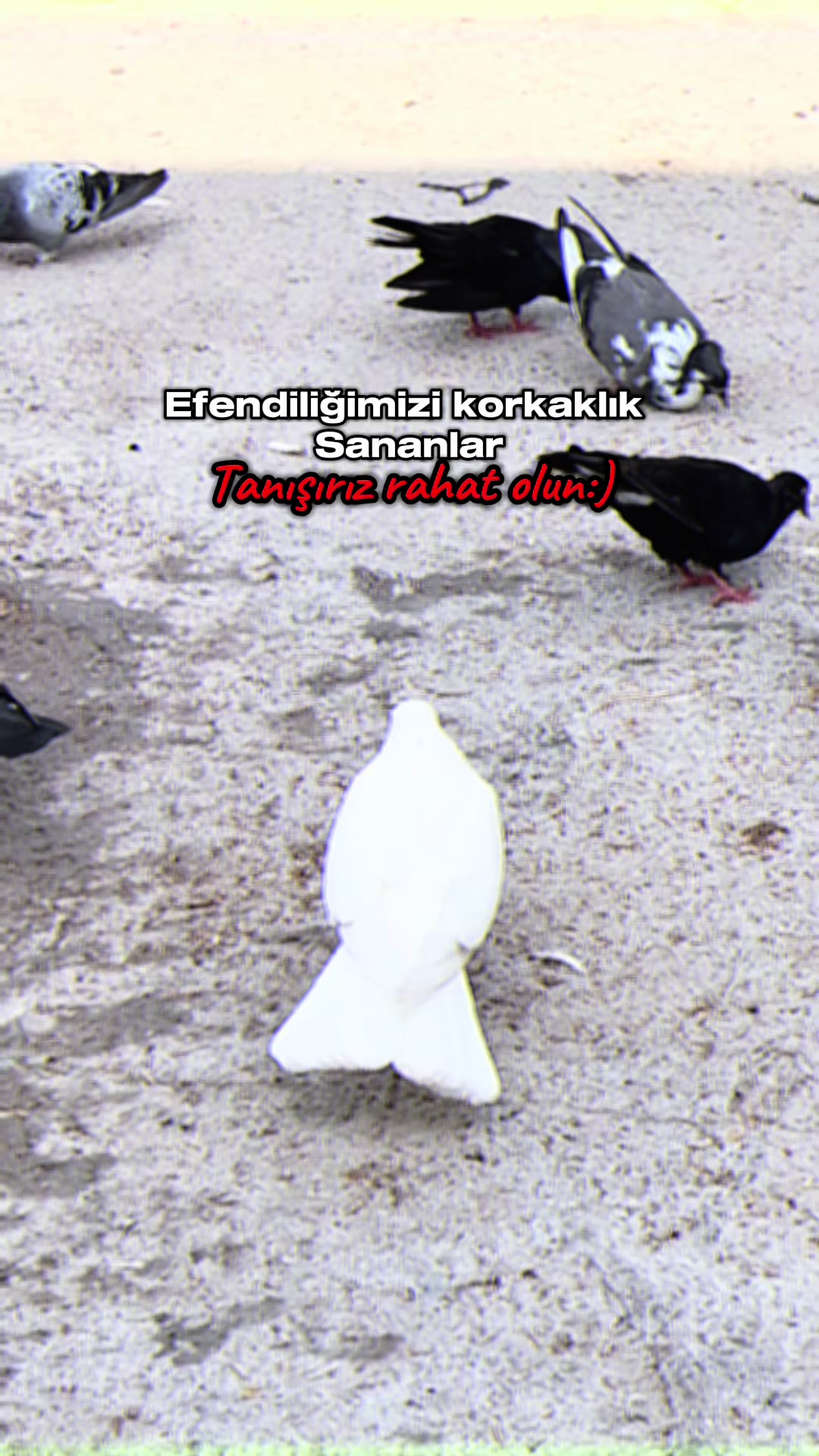 @🦅hakim🥀Özbek🐅