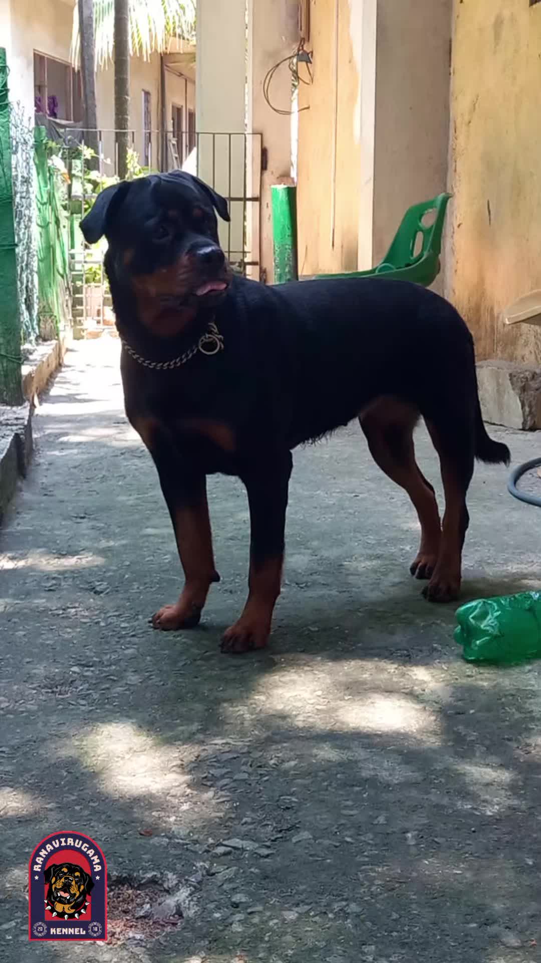 @Ranavirugama Kennel