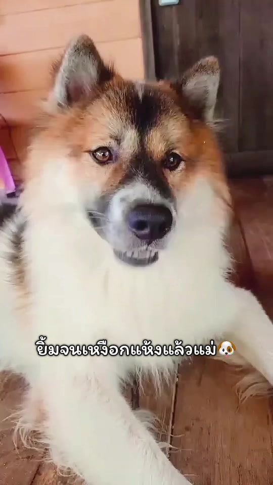 @DIYอุปกรณ์สัตว์เลี้ยง