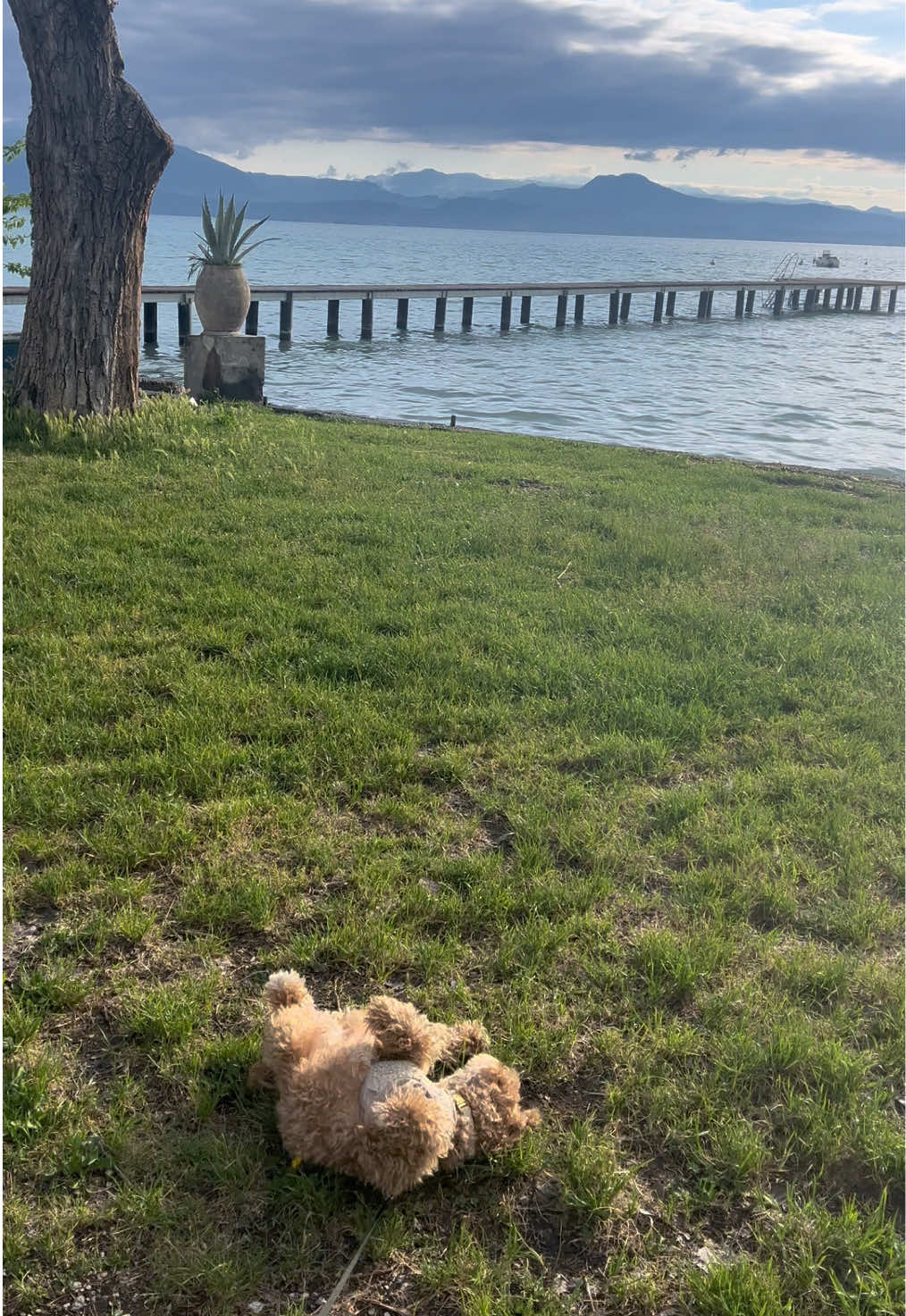 @dinothemaltipoo