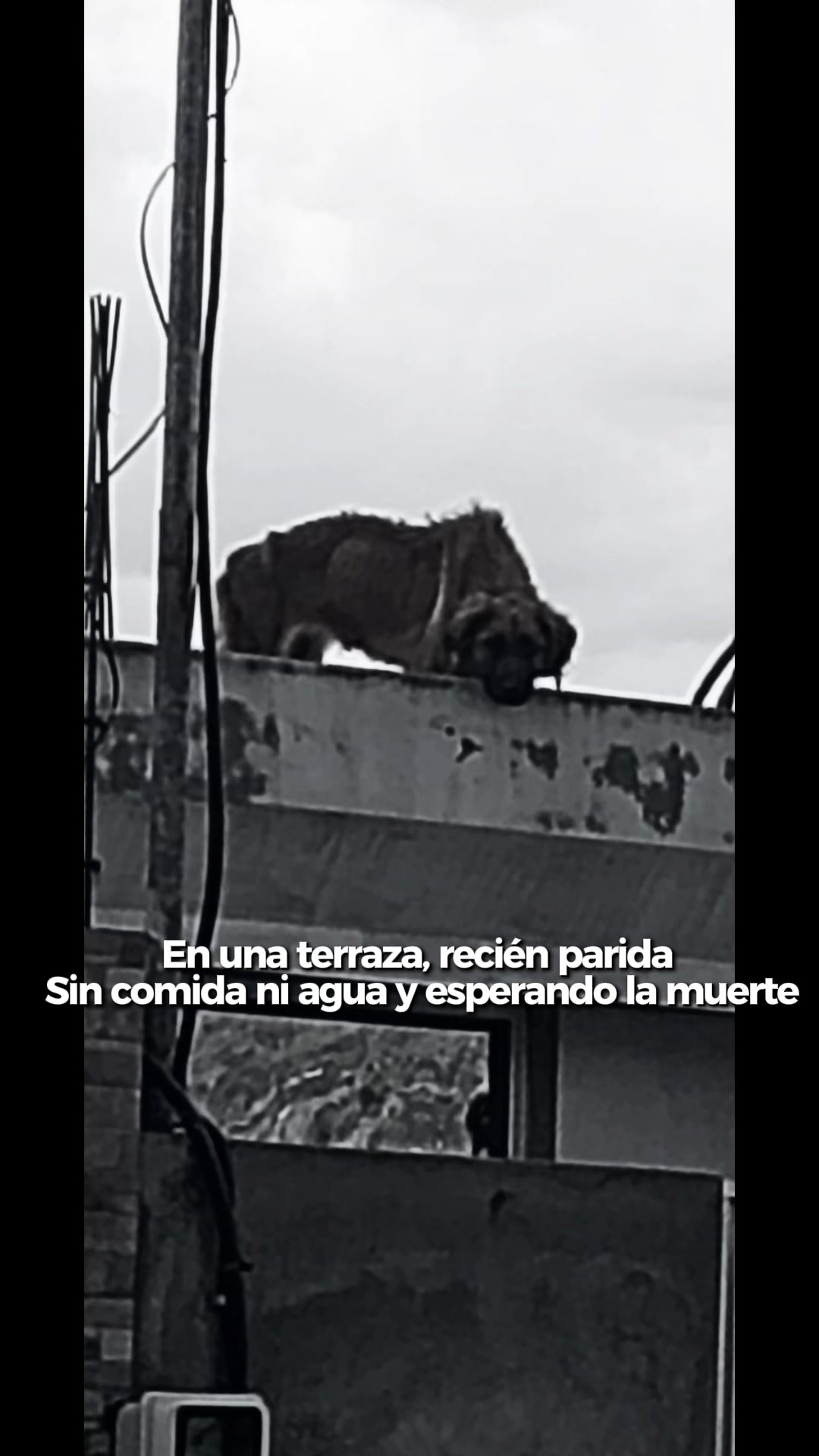@amigosdelucas