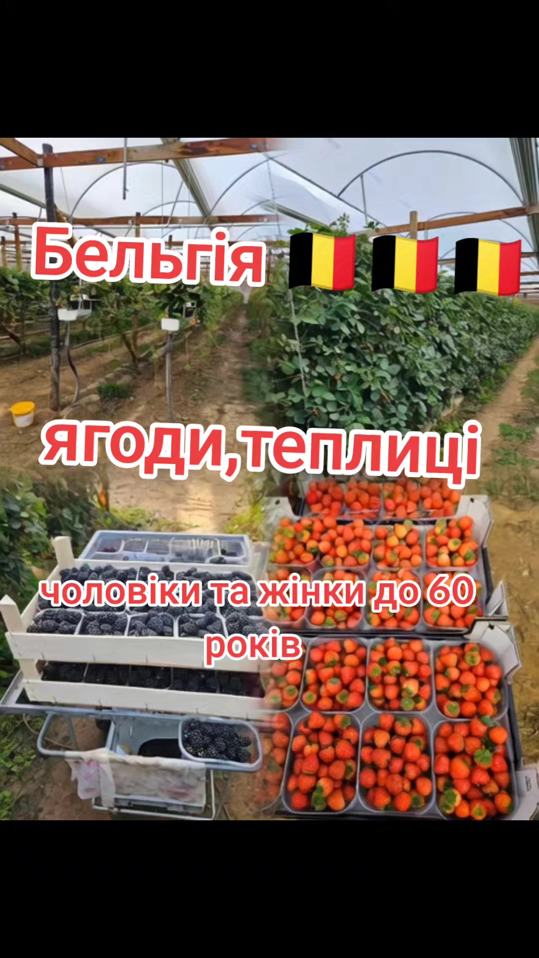 @Бельгія та Нідерланди