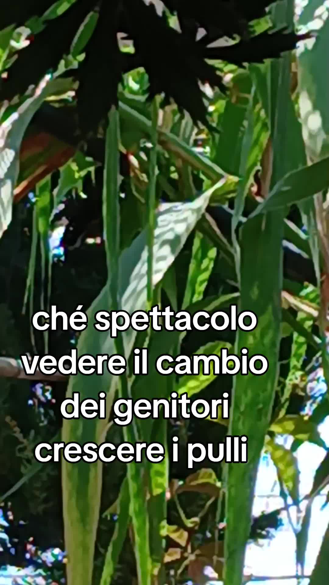 @Leonardo Dellacorte