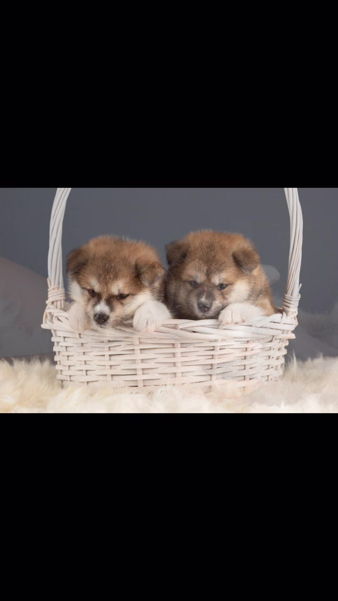 @oh_myakita