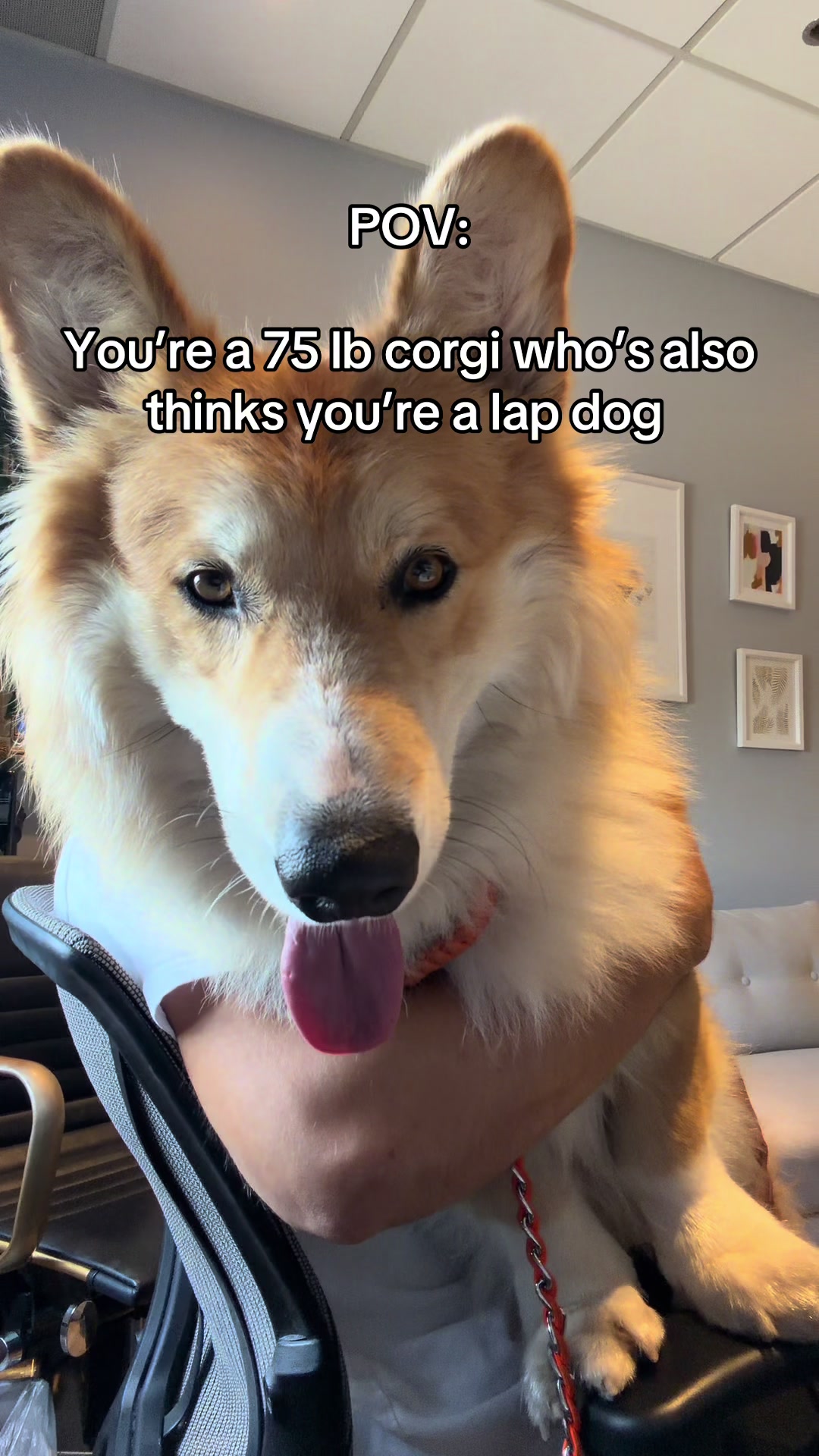 @apollothecorgimute