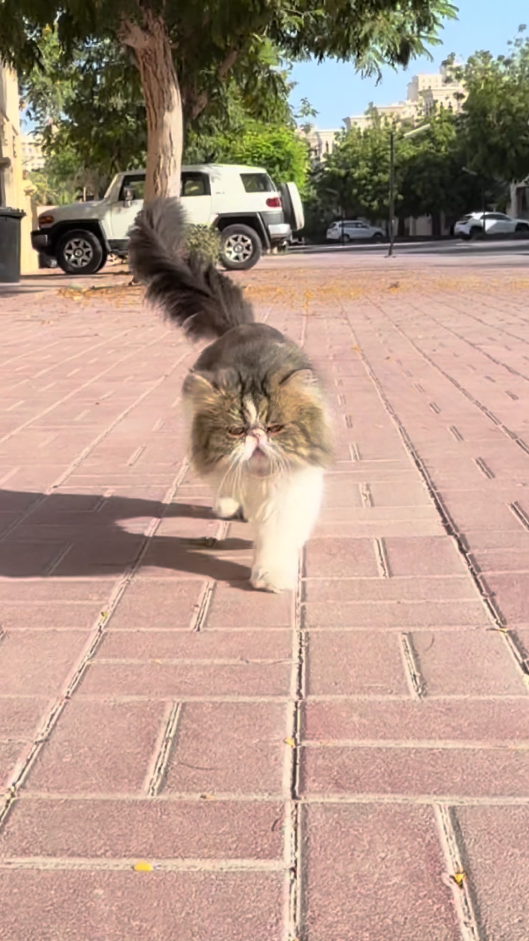 @thezenkitty