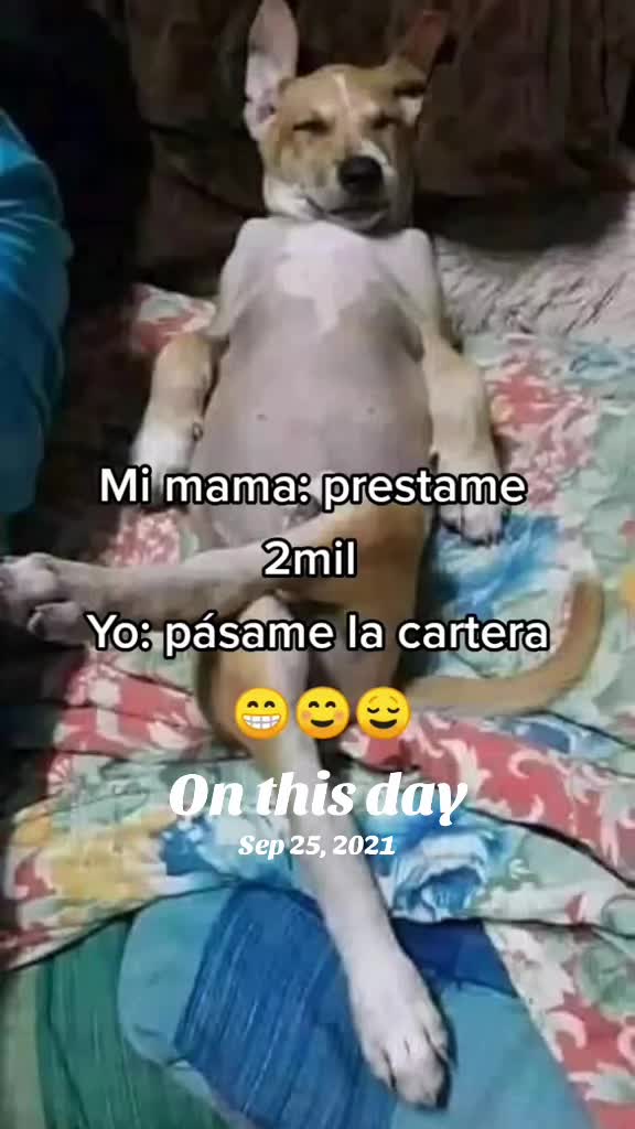 @licy385