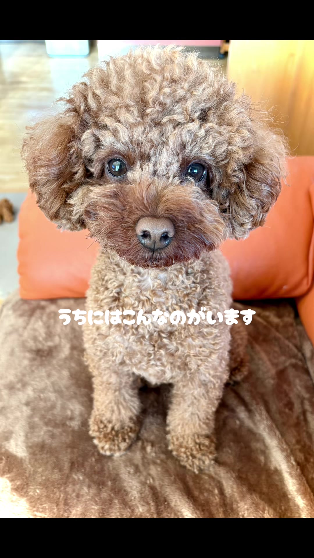 @kamachokopu