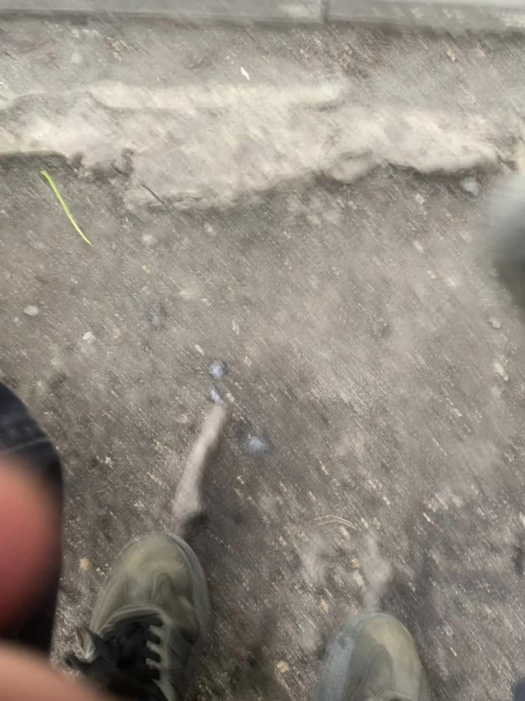 @suzuki
