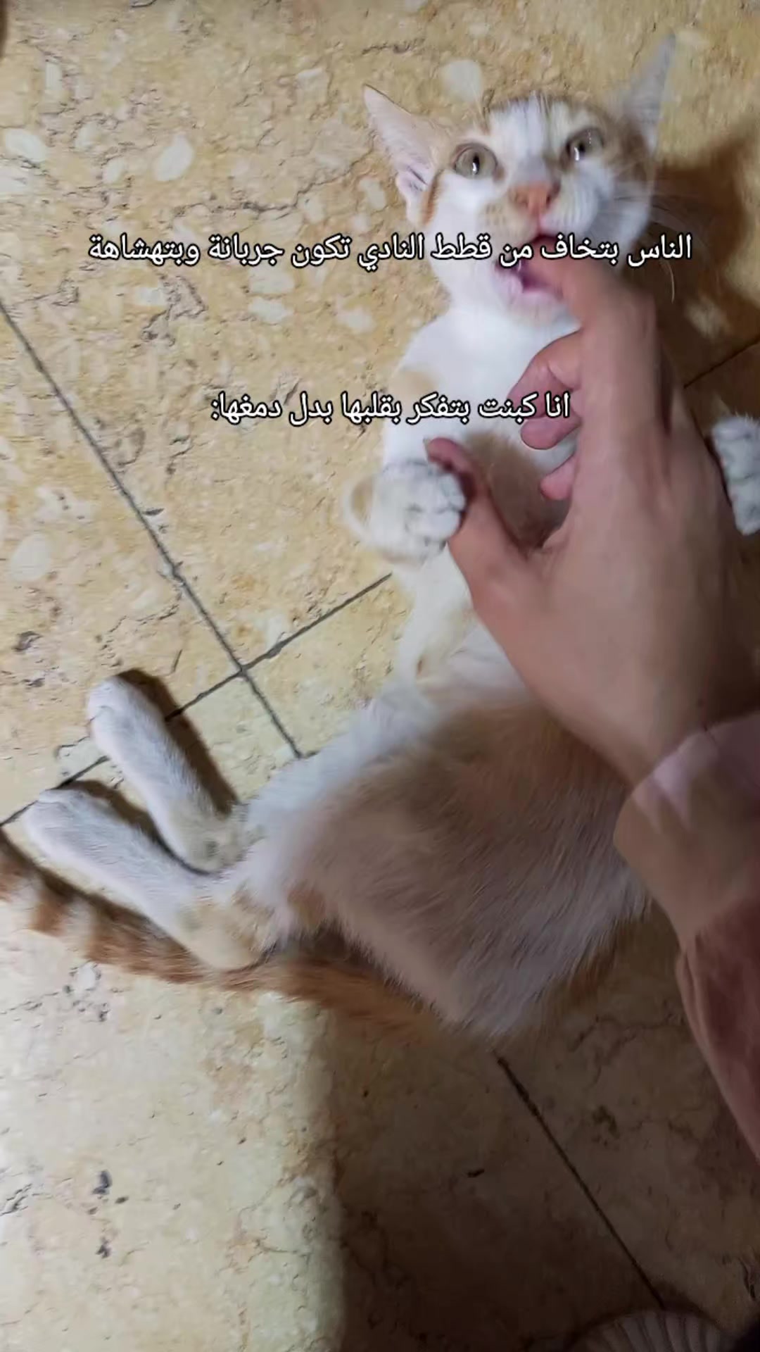 @ꈍ◡ꈍ