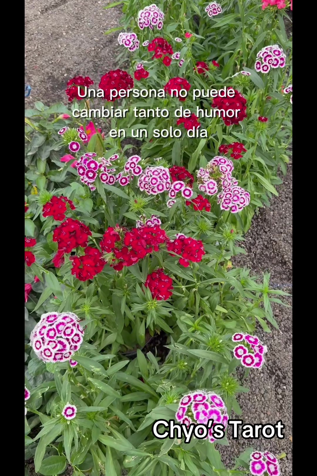 @chyos_tarot