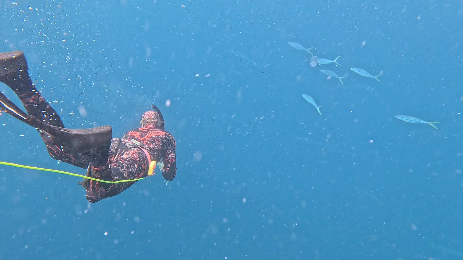 @Chasse Sous-Marine Bénin