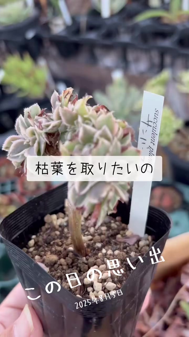 @さきゅまる~こぴとSHOP