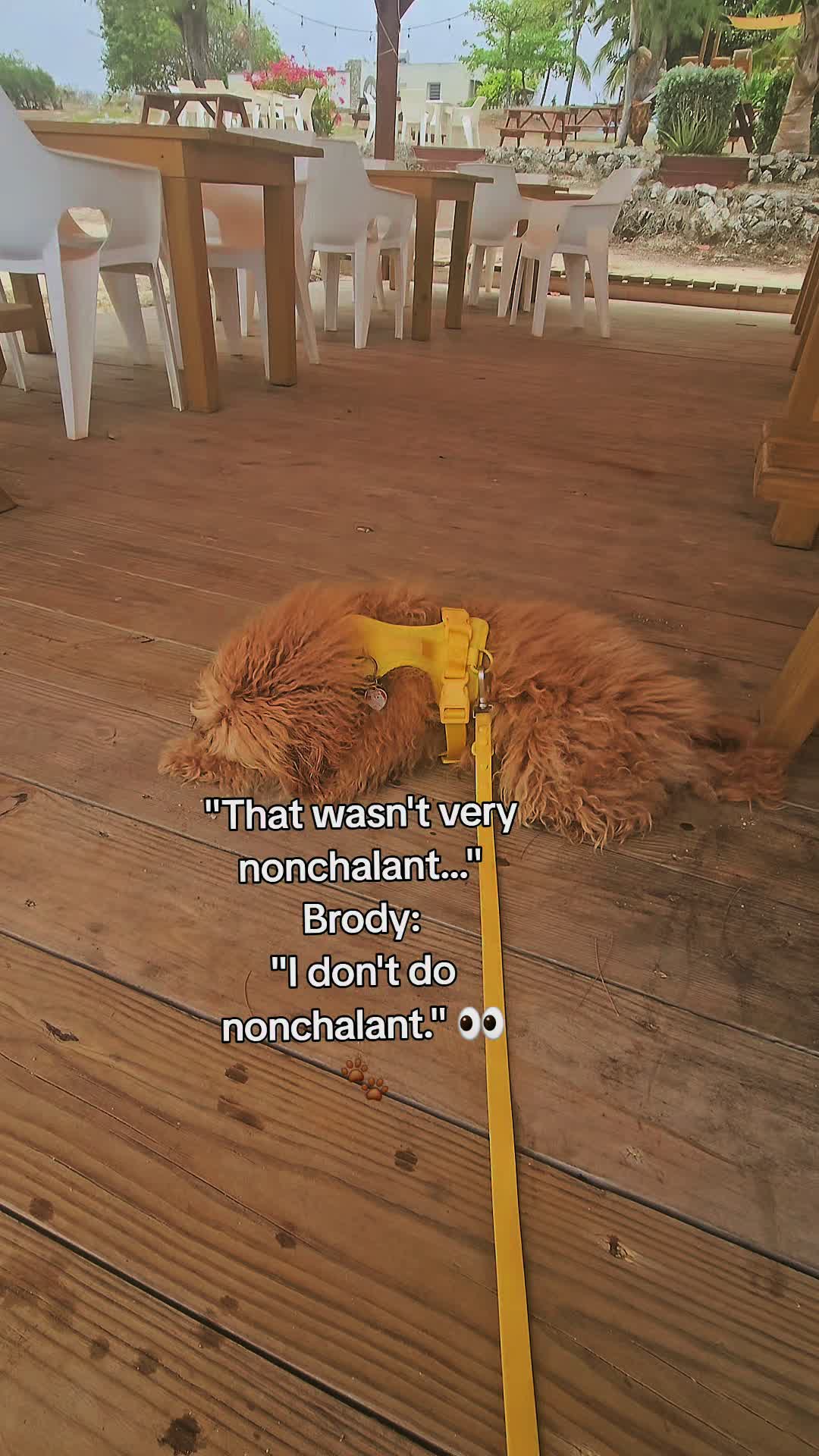 @MixedPetCollective