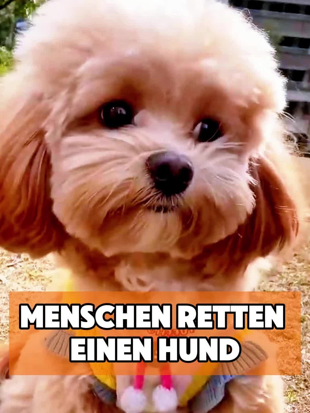 @toto_tier
