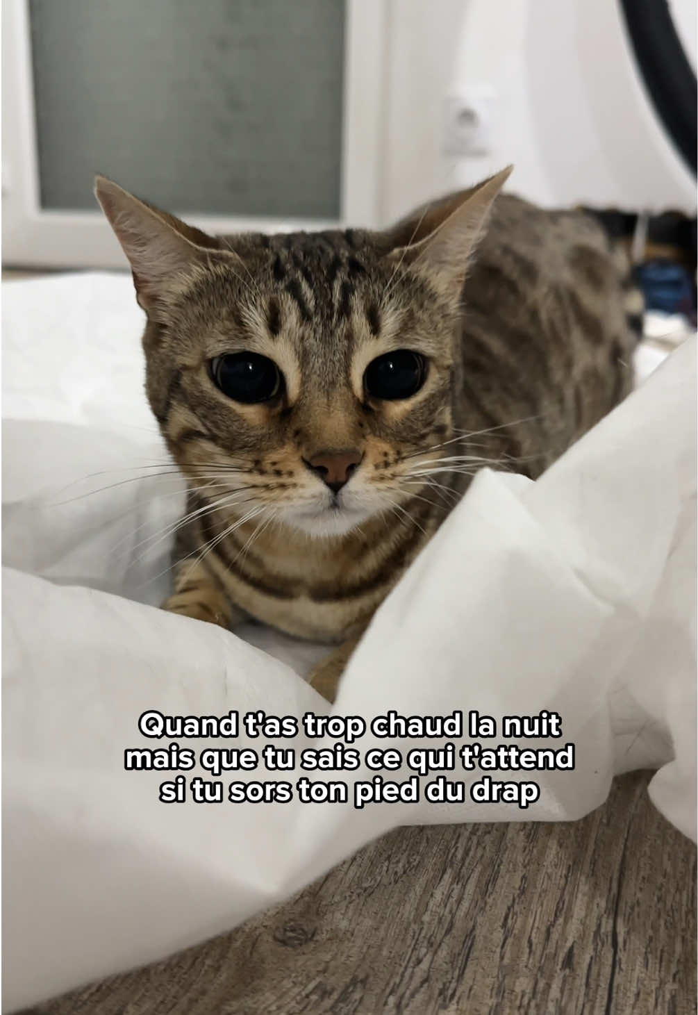 @Ricki the Bengal