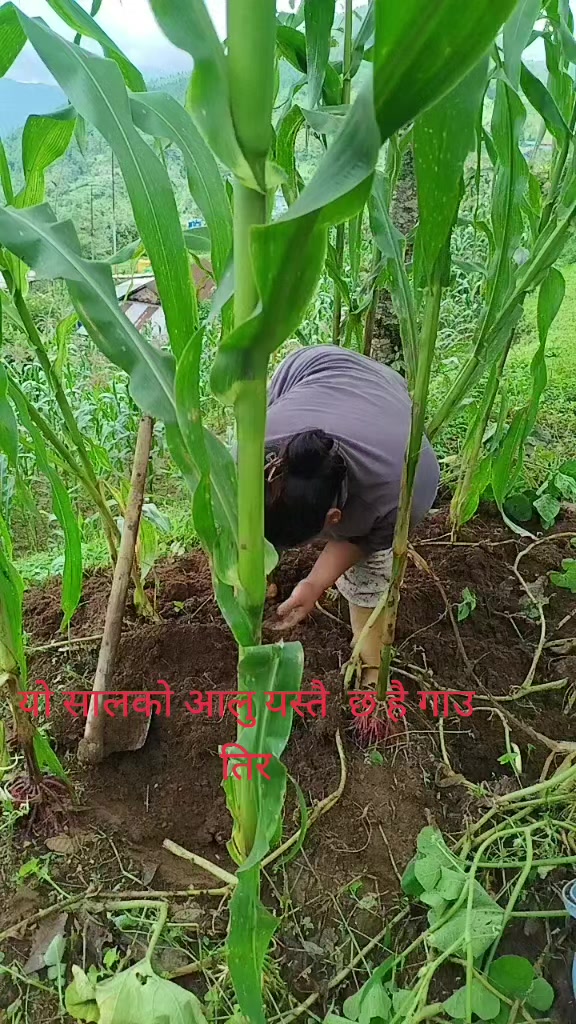 @Radip Yakthumba