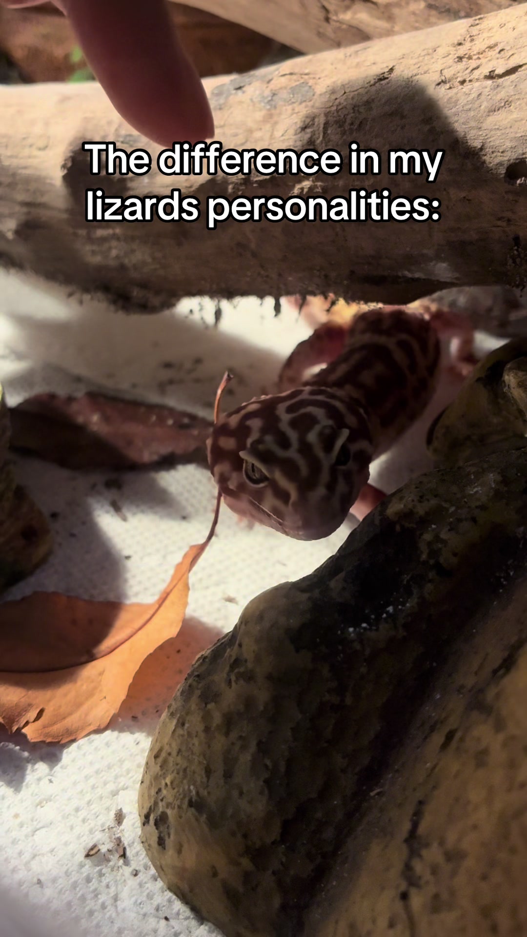 @Mika🦎