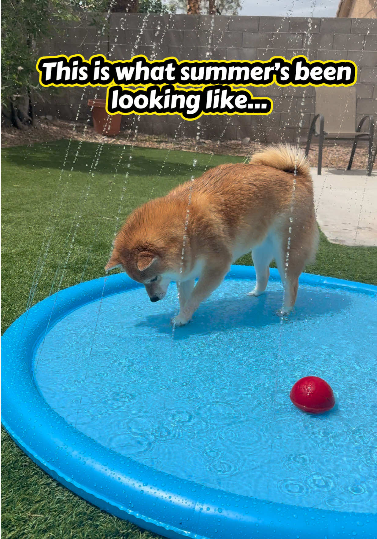 @Flock of Shibas 🐕🐕🐕