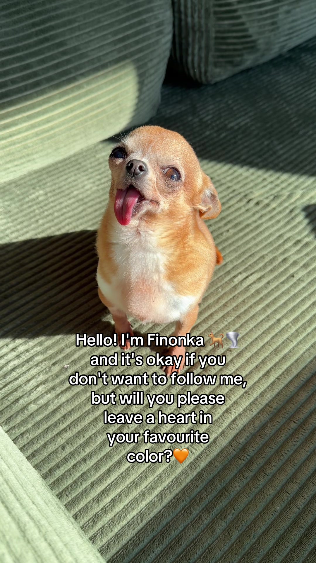 @finonka