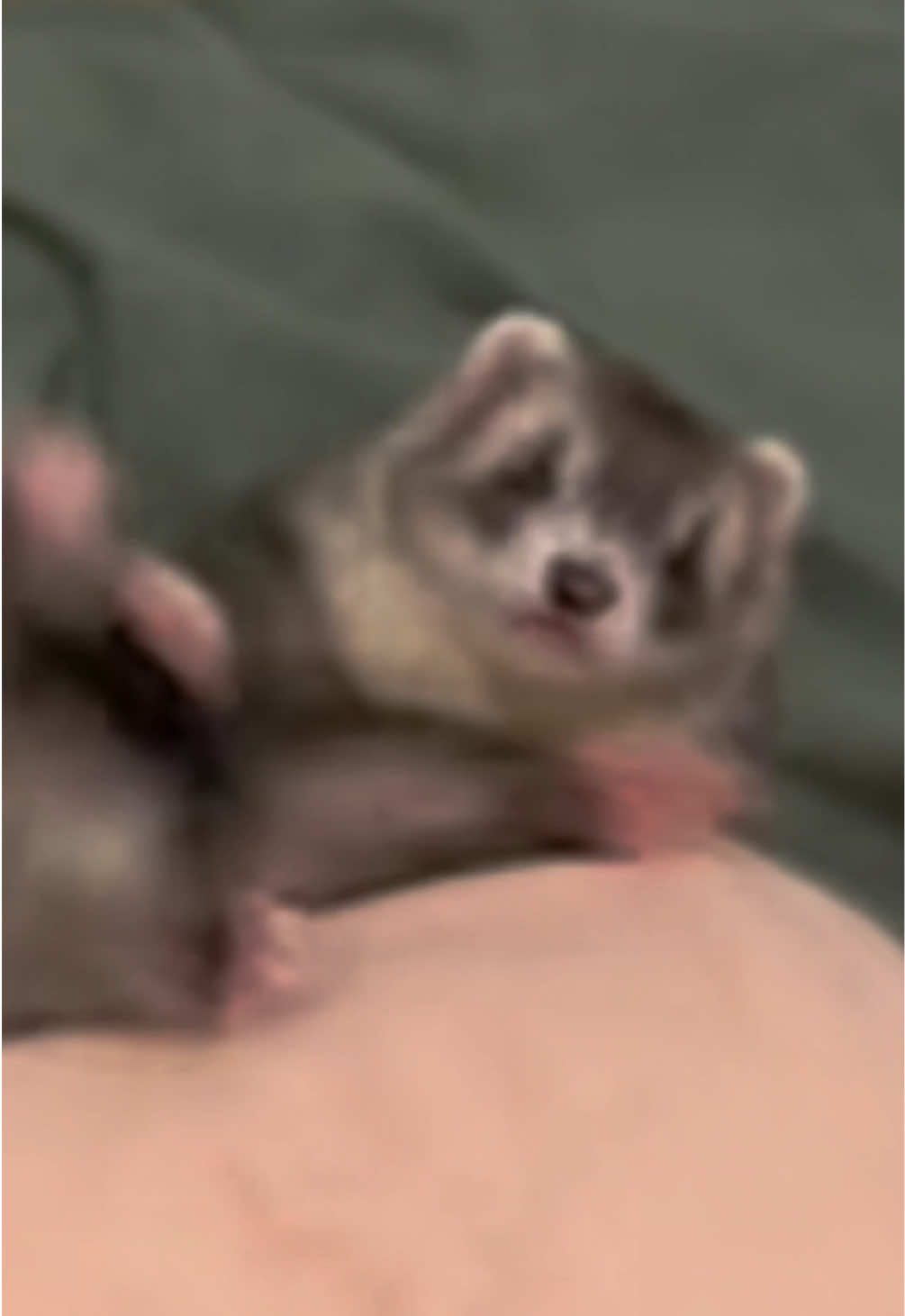 @Tsuki et Toka
