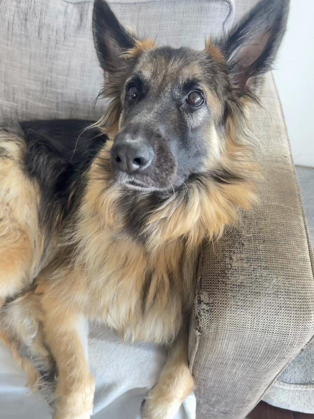 @Indy German Shepherd