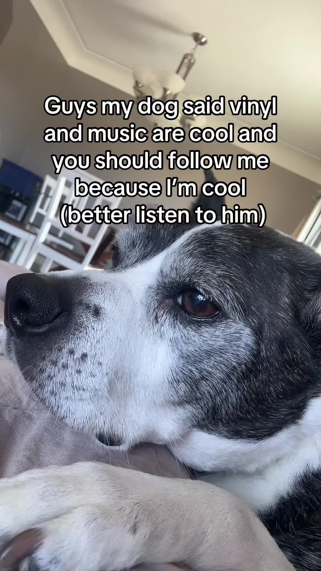 @ThatVinylGuy
