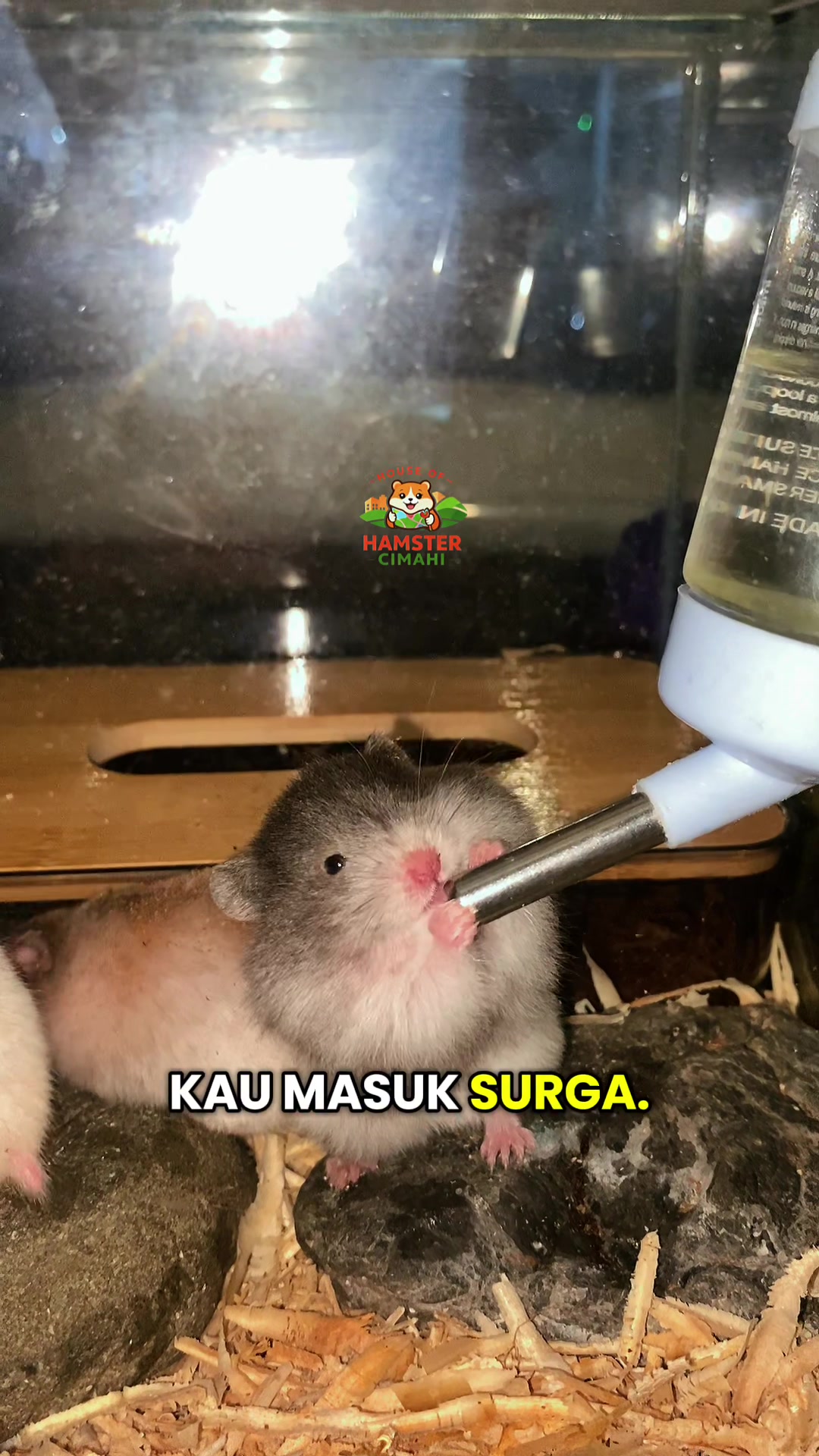 @House of Hamster Cimahi