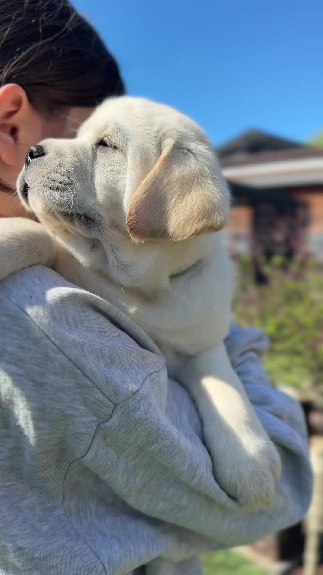 @Moonlife -Labrador Retriever