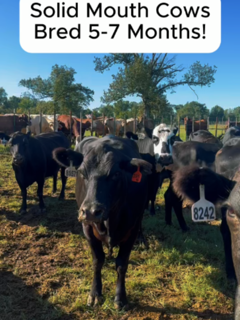 @Rutherford Land and Cattle