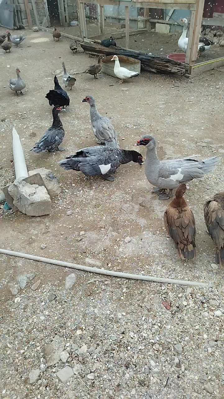 @LaL OrdəK Təsərüfatı balaxani4