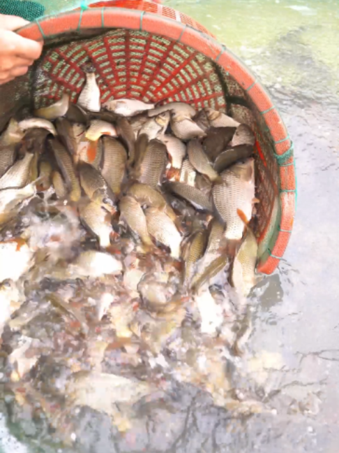 @Trại Cá Giống Quang Lâm