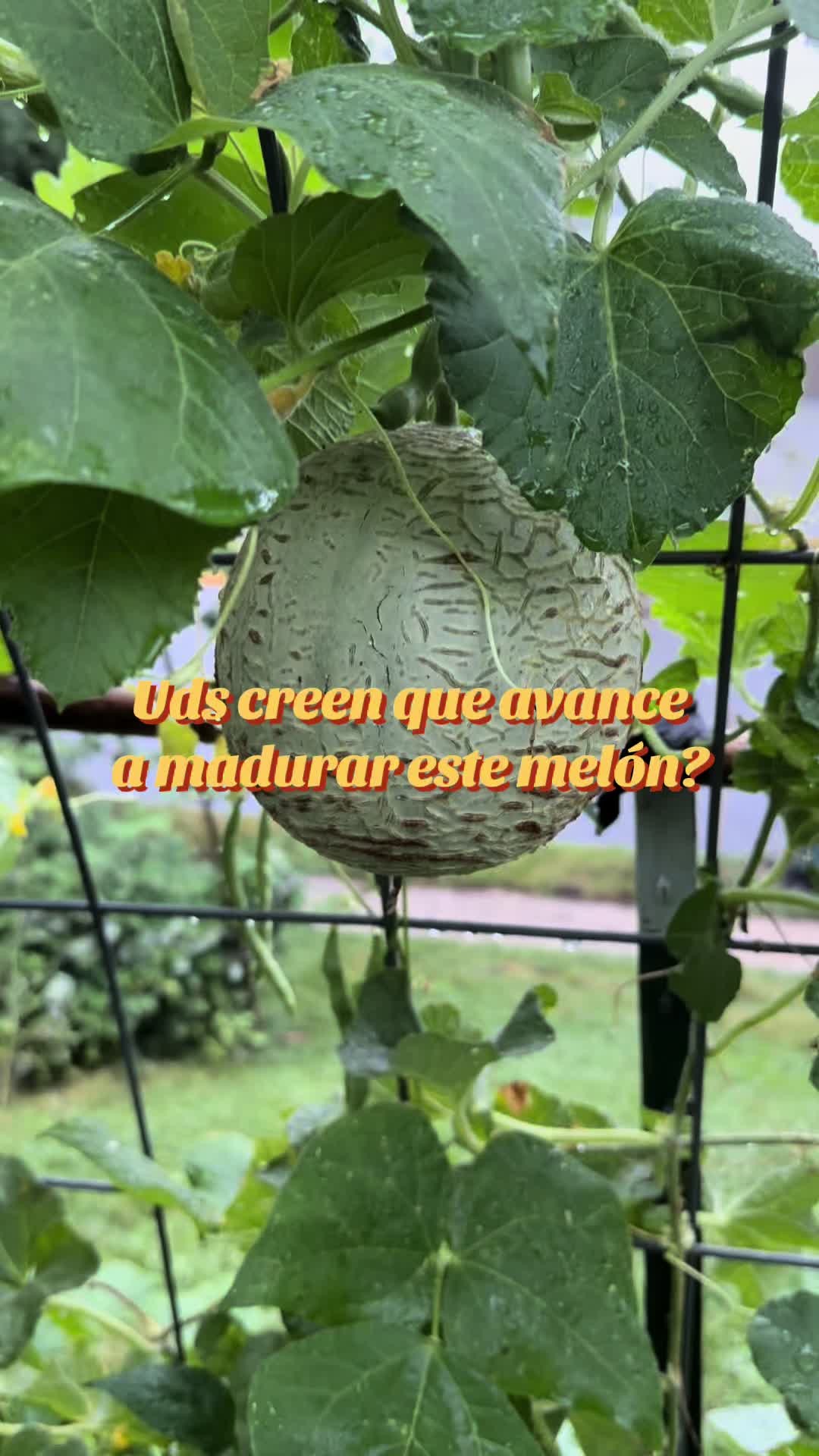 @Veronica Castillo