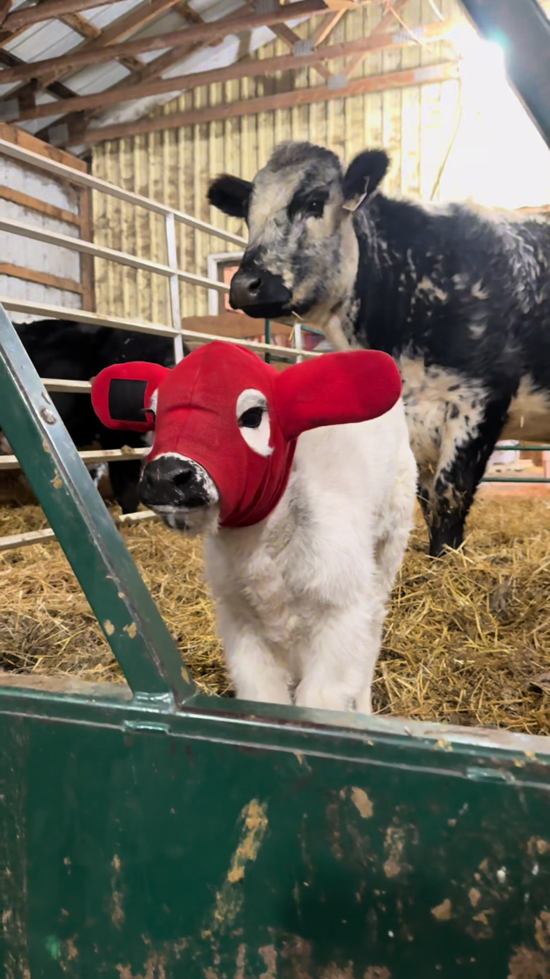 @Speckle Park Cattle 🇨🇦