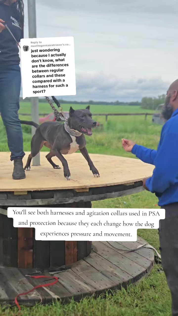 @Steph-RaisingHell.Hounds🇨🇦