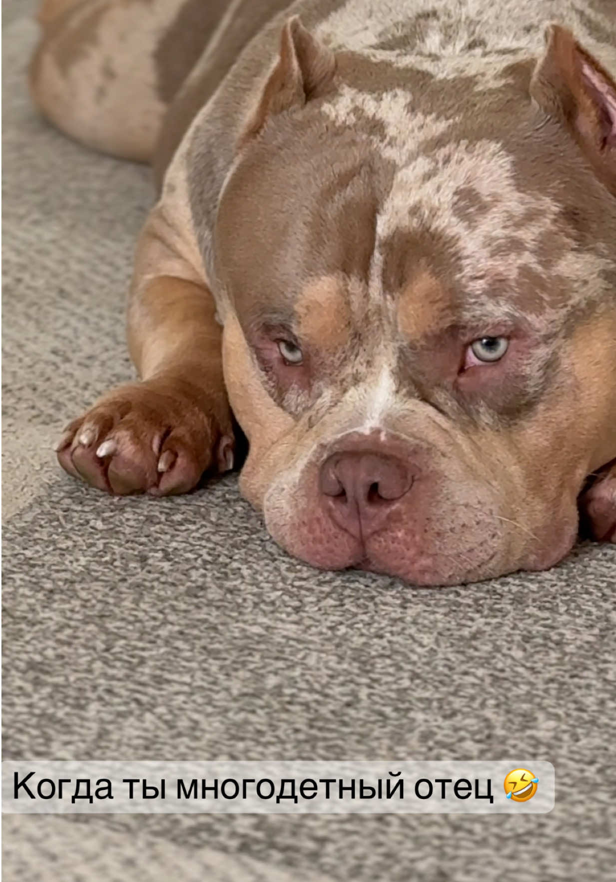 @TWO_BULLY
