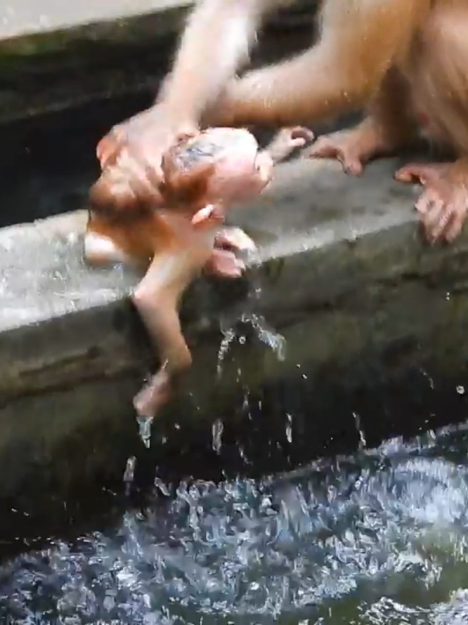 @Asian Macaques
