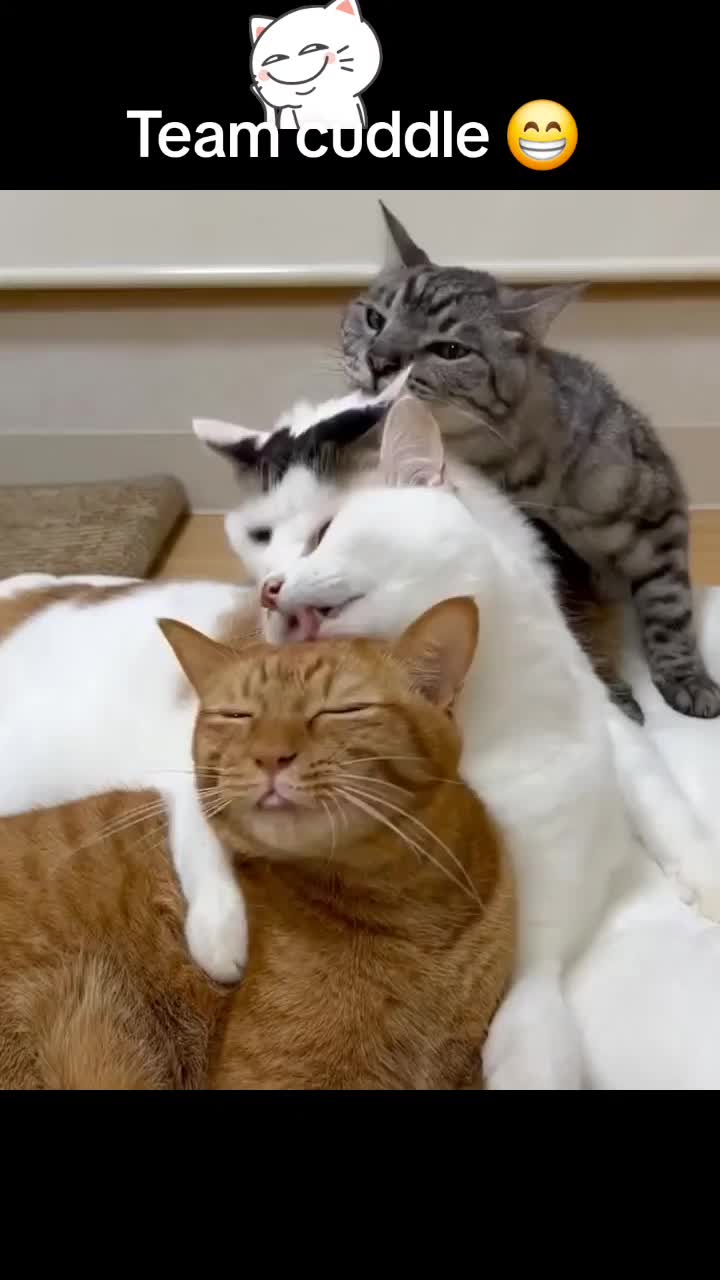 @🤣Vid&eacute;os Dr&ocirc;les.Zzz