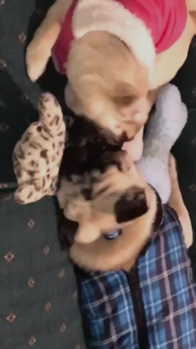 @Life with my 3 beautiful Pugs