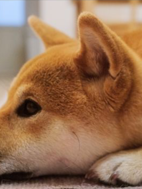 @柴犬座〜The Shiba Inu〜
