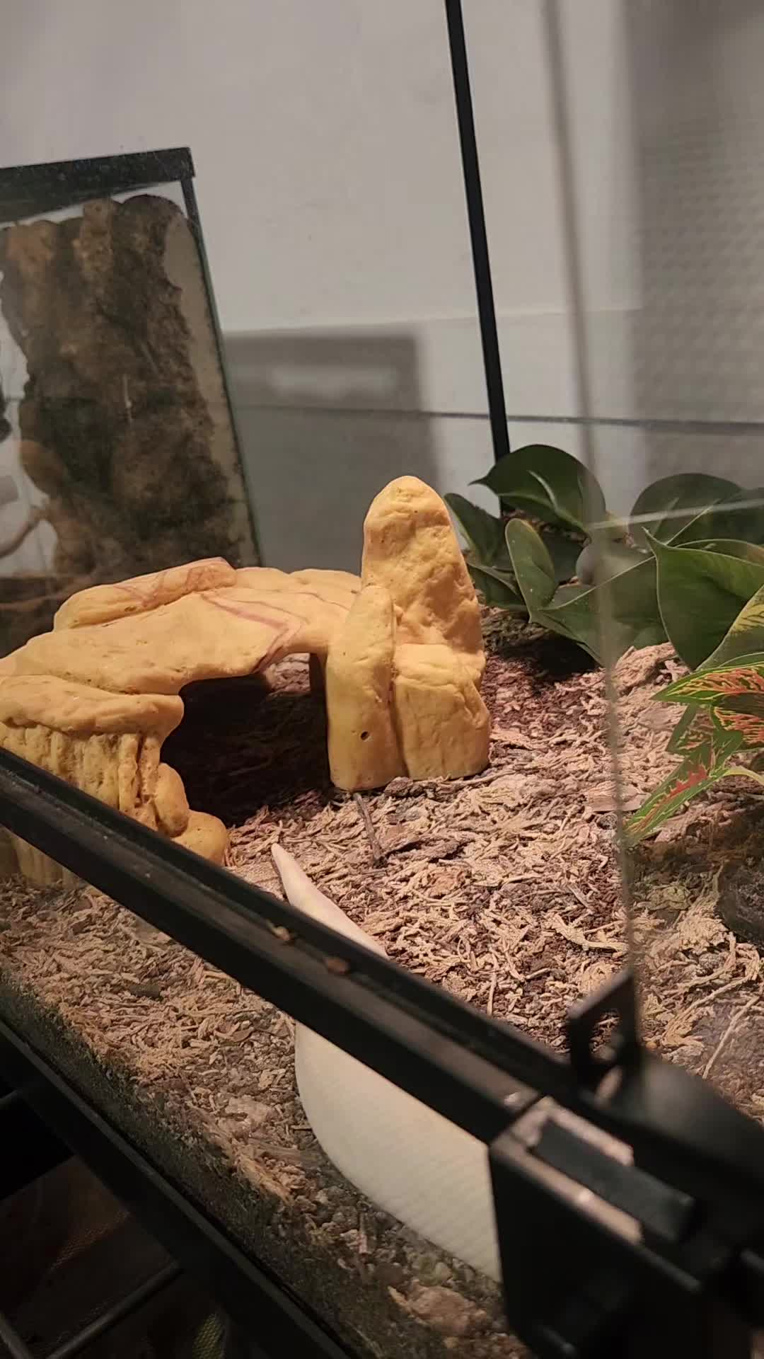@Ballard’s Reptiles