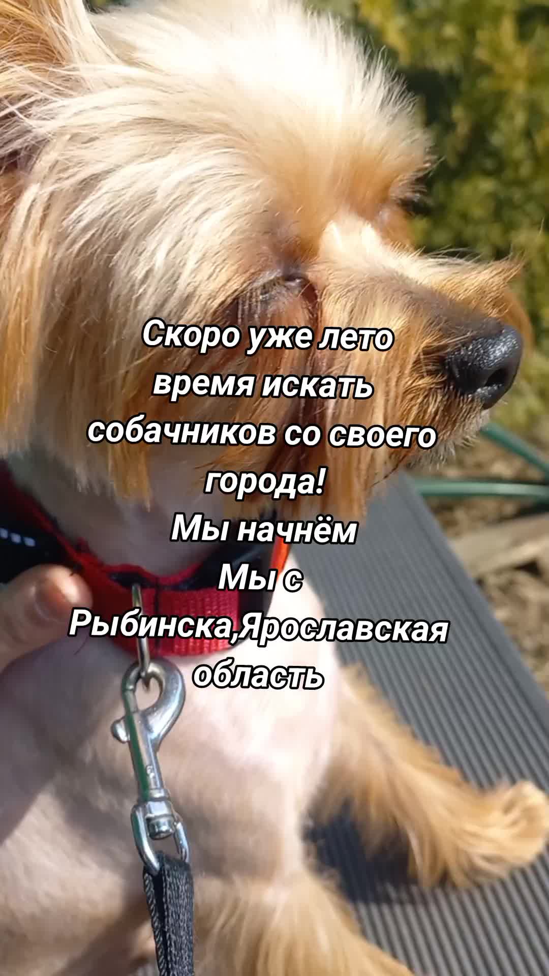@🐉Дракоша Тоша🐕