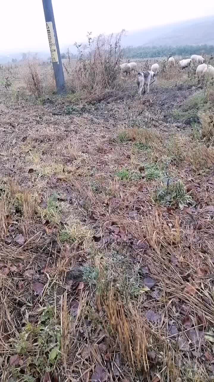 @Ionuț Boghitoi 38